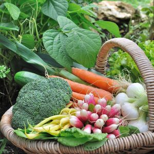 Ein Korb mit frischem Gemüse