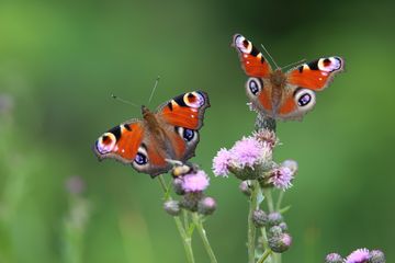 Nahaufnahme von zwei Tagpfauenauge-Schmetterlinge