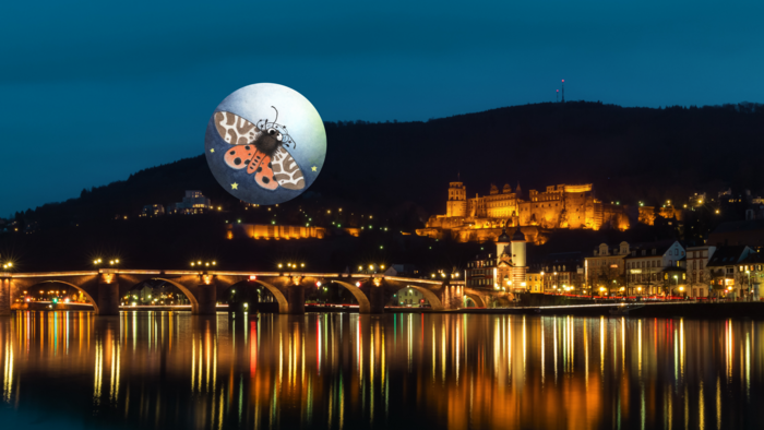 Das nächtlich beleuchtete Heidelberger Schloss. Foto: joexx/photocase.de