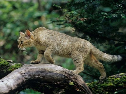Eine Wildkatze balanciert auf einem Baumstamm.