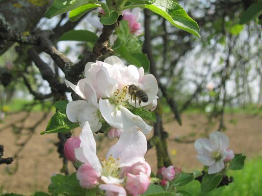 Ein blühende Apfelblüte mit einer Biene die gerade Nektar holt.