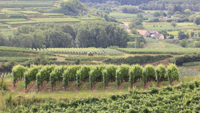 Weinbau am Kaiserstuhl