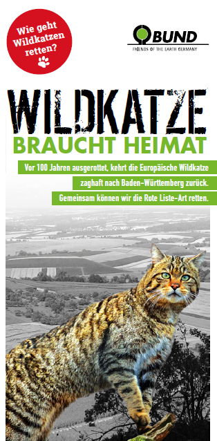 Wildkatze braucht Heimat: Wildkatze vor grauem Landschaftshintergrund.