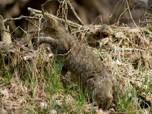 Eine Wildkatze schleicht durch Unterholz.