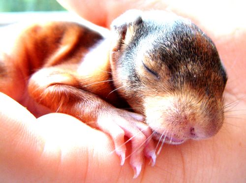 Ein Eichhörnchenbaby liegt geschützt in einer menschlichen Hand.