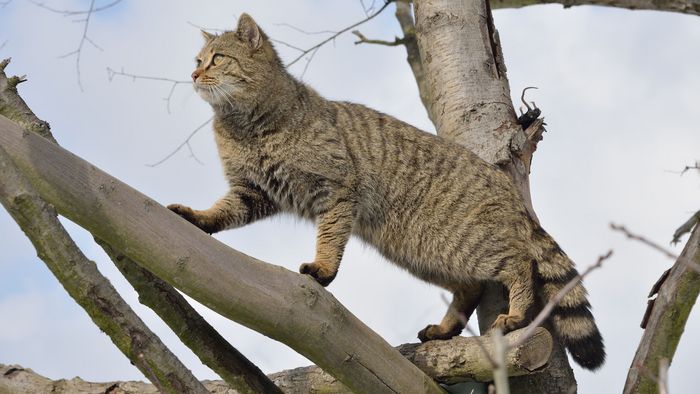 Wildkatze klettert auf einem Baum