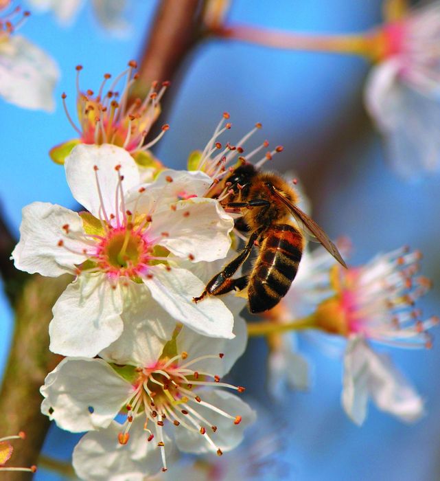 Eine Biene saugt den Nektar aus einer Blüte.