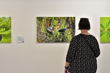 Fotoausstellung: Besucherin schaut sich Exponat des Purpurreiher an