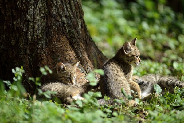 Drei Wildkatzenjunge leben an einem Baumstamm.
