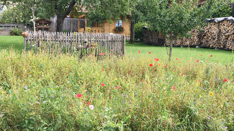 Ein Garten mit einer Gras-Insel mit Blumen für Insekten.
