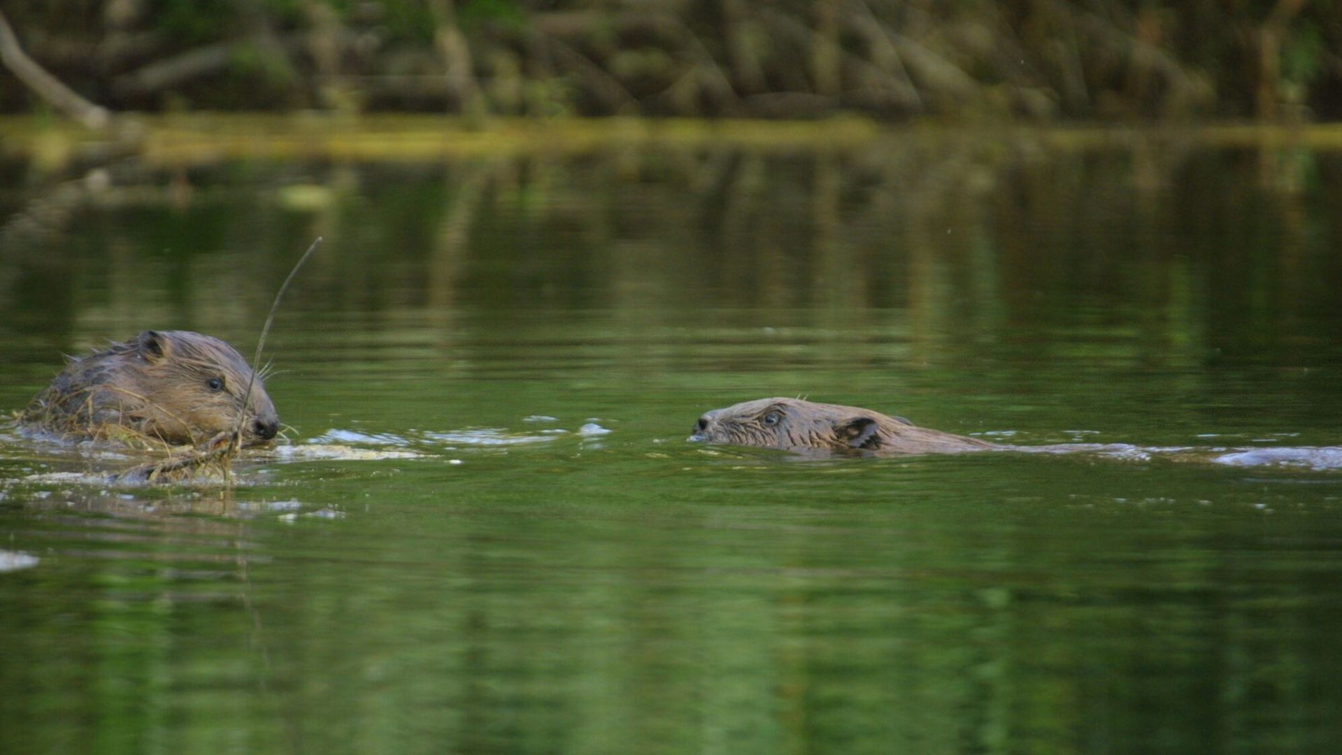 Biber im Wasser