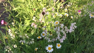 Viele Blumen auf einer Grünfläche für Schmetterlinge