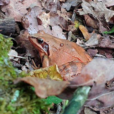 Grasfrosch