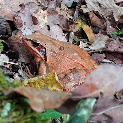 Grasfrosch