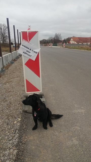 Hund sitzt vor Straßenschild