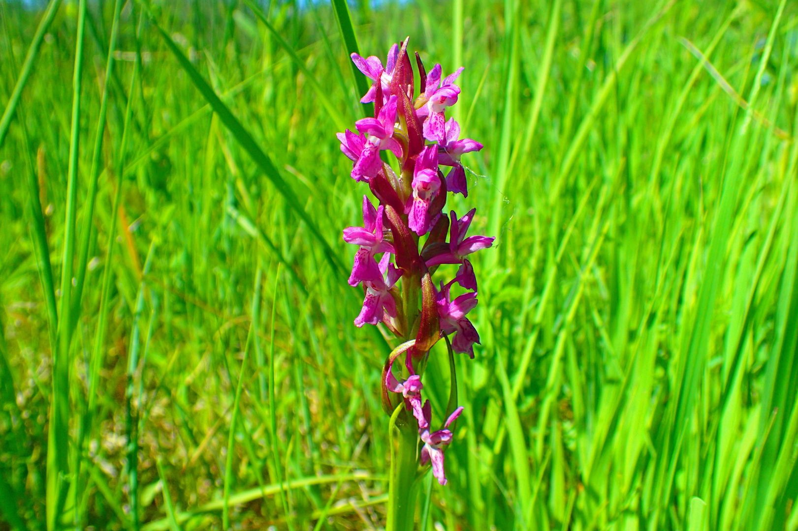Dactylorhiza incarnata - Fleischfarbenes Knabenkraut