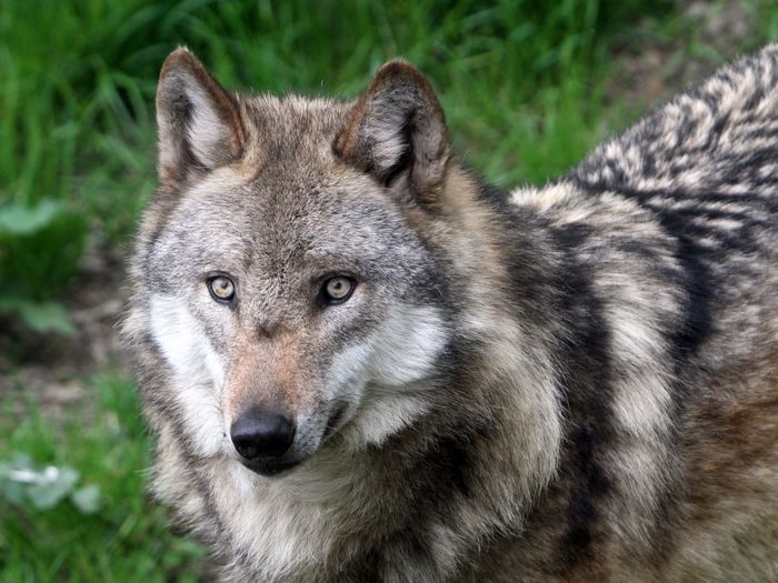 Wolfs der in eine Richtung sieht