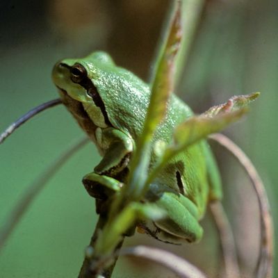 Laubfrosch