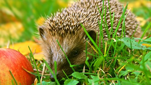 Igel in grünem Gras vor einem Apfel sitzend