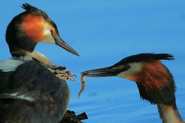 Ein Haubentacuherpaar füttert sein junges mit einem Fisch.