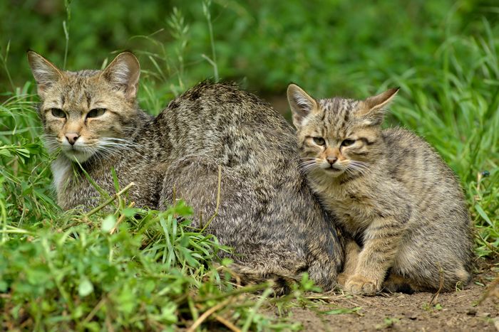 Wildkatzenmutter mit Jungem. 
