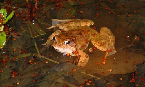 Ein Grasfrosch-Männchen sitzt im Wasser.