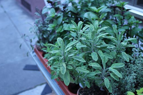 Kräuter wachsen in kleinen Töpfen auf einer Terrasse.