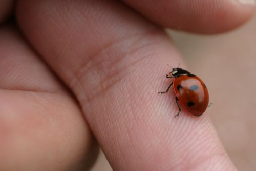 Marienkäfer auf Hand