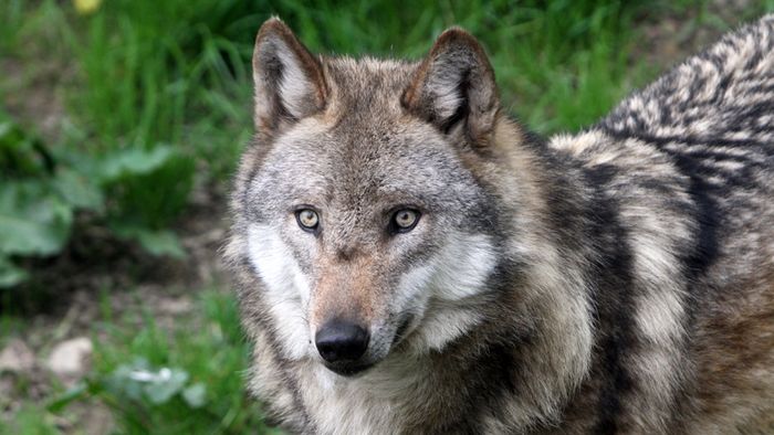 Wölfe sind faszinierende Tiere.