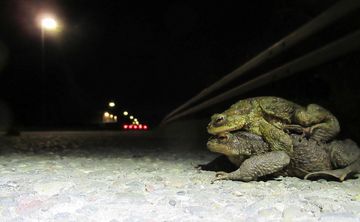 Erdkröten gehen über die Straße.