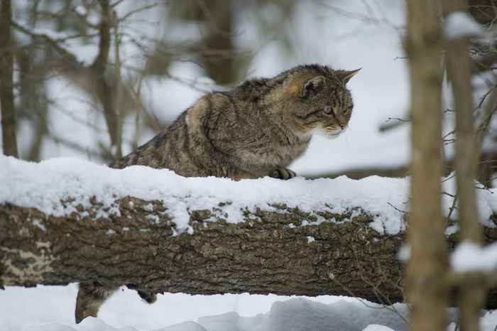 Eine Wildkatze im Schnee auf der Pirsch.