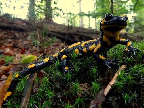 Ein Feuersalamander streift durch den Wald