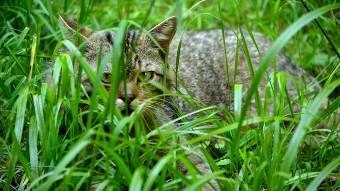 Eine Wildkatze schleicht im hohen Gras.