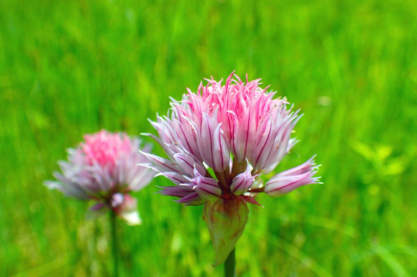 Allium schoenoprasum - Schnittlauch