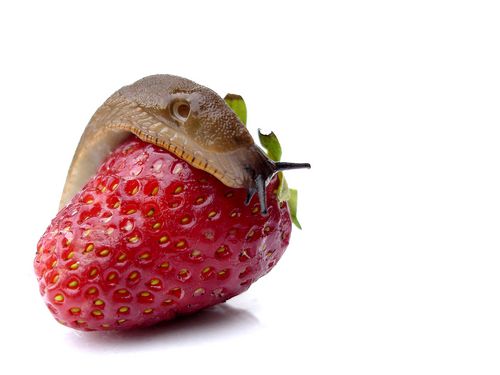 Eine Nacktschnecke macht sich über eine Erdbeere her