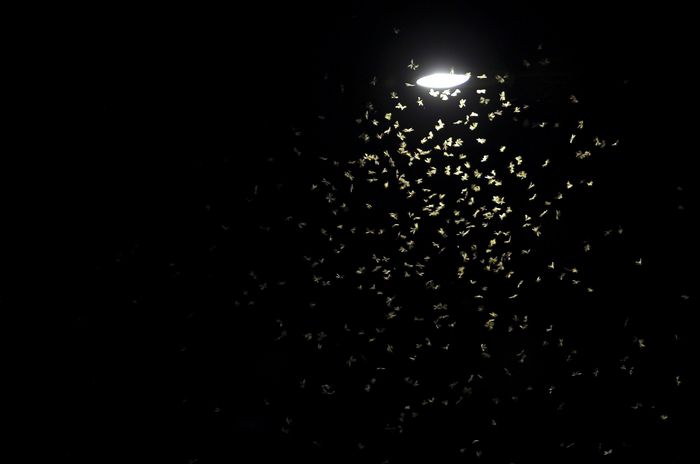 Ein Insektenschwarm fliegt um eine Laterne