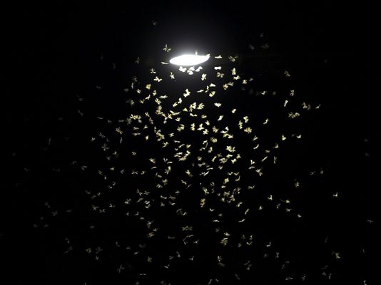 Ein Insektenschwarm fliegt um eine Laterne