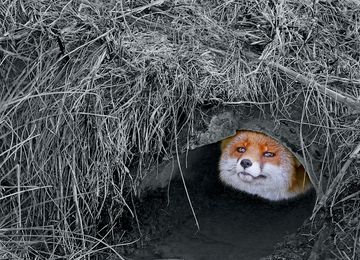 Fuchs schaut aus Höhle 