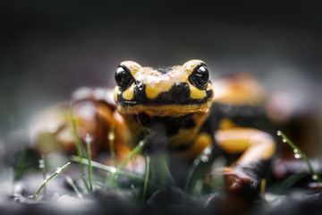 Ein Salamander schaut in die Kamera