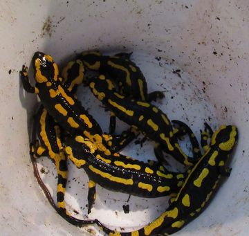 Salamander im Eimer