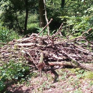 Ast-Totholz-Haufen