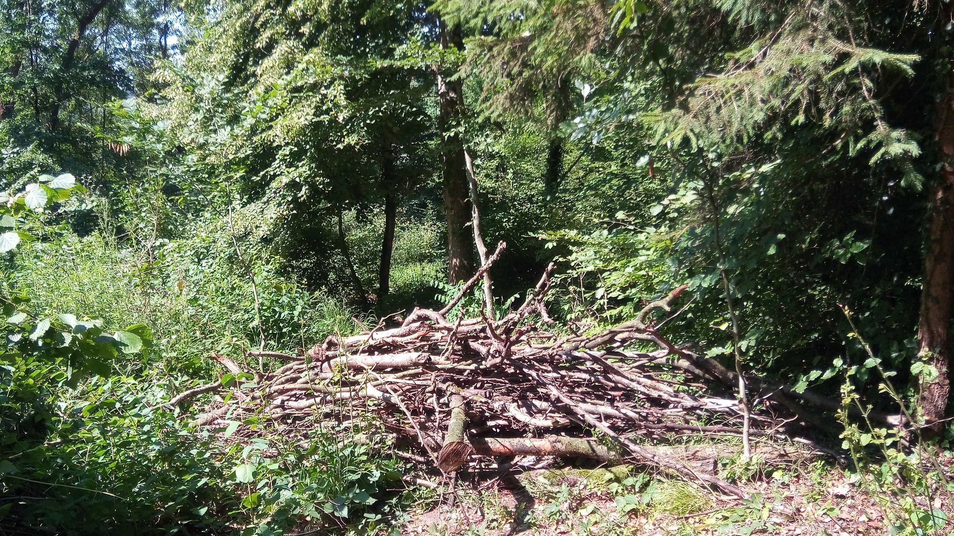 Ast-Totholz-Haufen