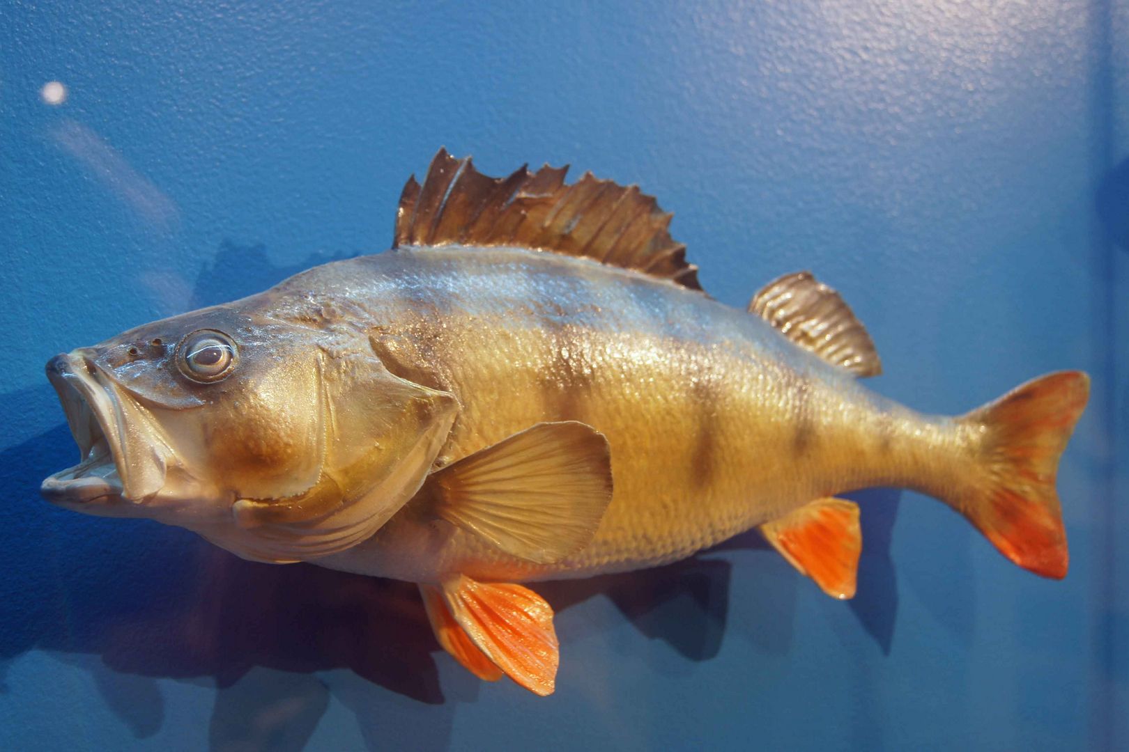Flussbarsch - Mindelsee Ausstellung