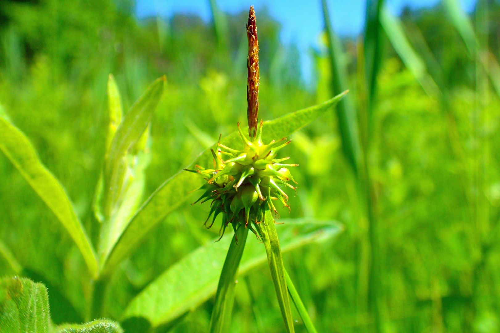 Carex flava - Gelb-Segge