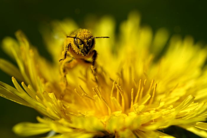 Biene badet in Pollenstaub