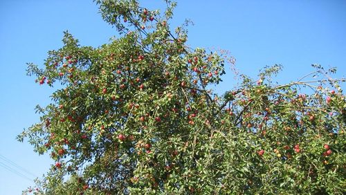 Äpfel hängen an einem Streuobstbaum.