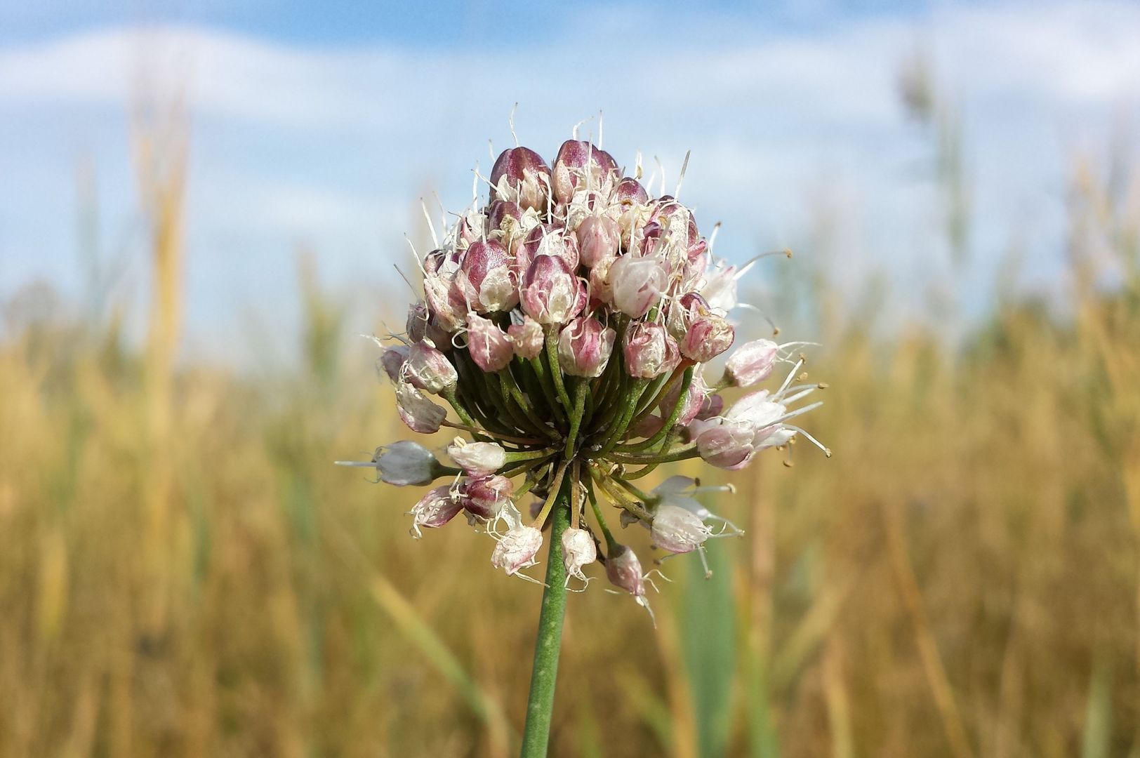 Allium suaveolens - Duft Lauch