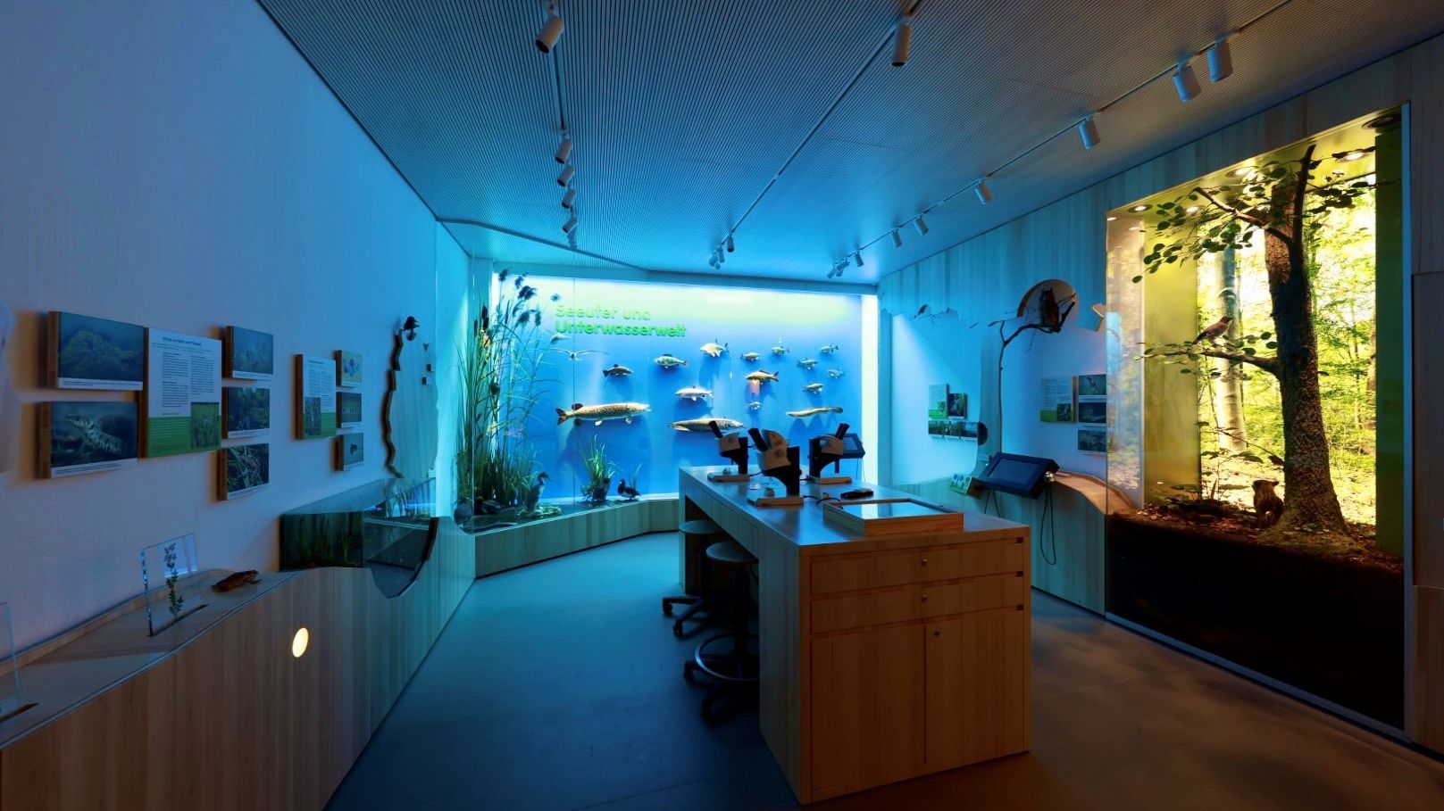 Die Mindelseeausstellung zeigt die außergewöhnliche Tier- und Pflanzenwelt des Naturschutzgebietes.