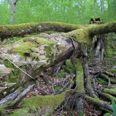 Liegendes Totholz am Mindelsee