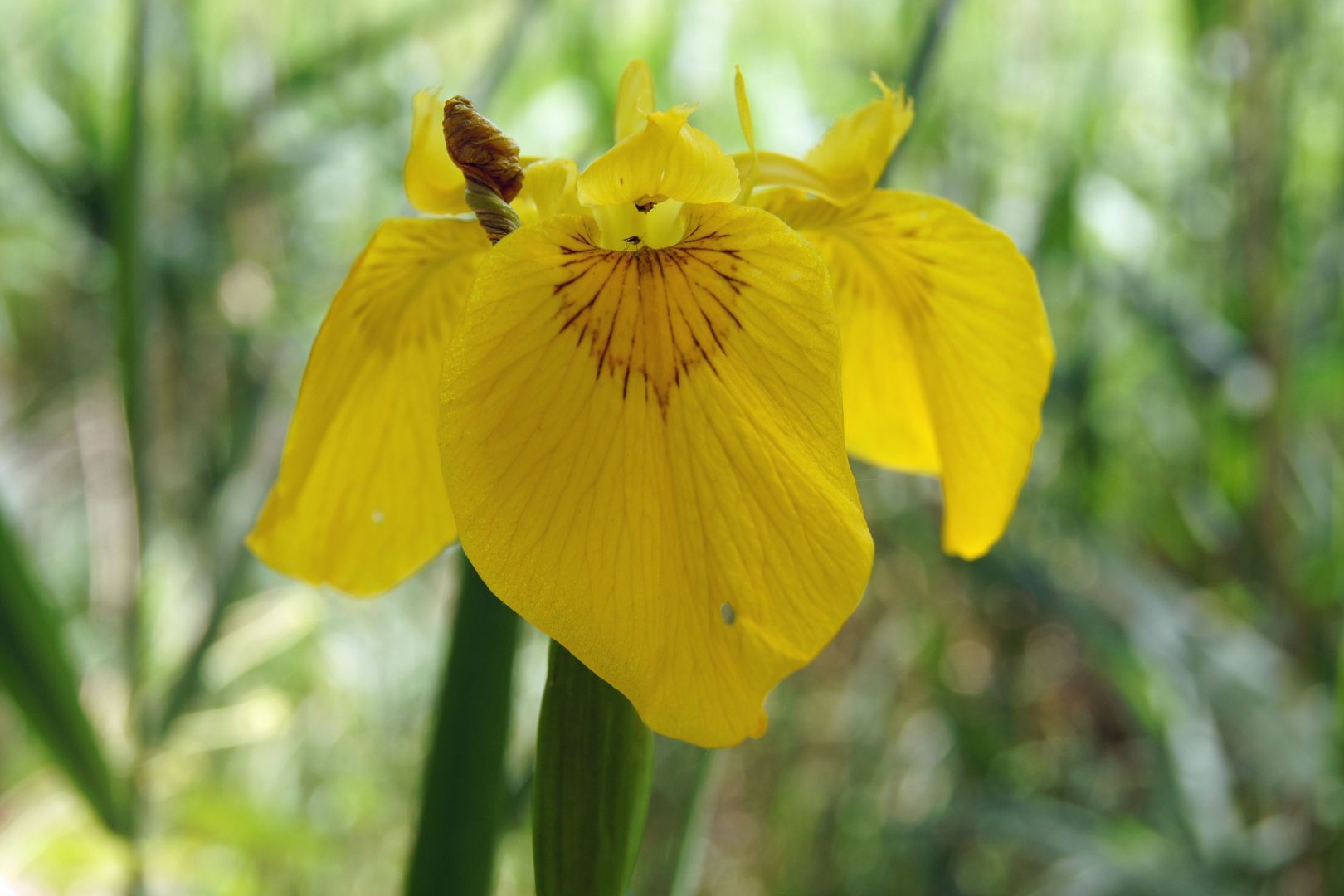 Iris pseudacorus . Gelbe Schwertlilie